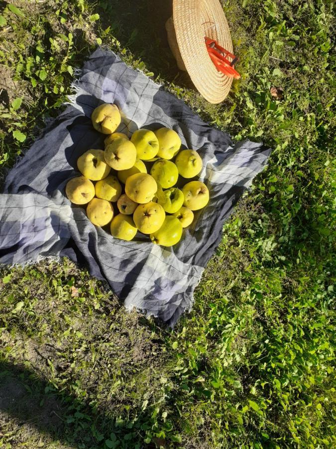 Quinta Da Peca Douro Vinhateiro Vila Real Dış mekan fotoğraf