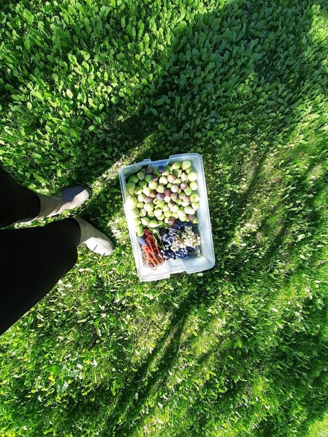 Quinta Da Peca Douro Vinhateiro Vila Real Dış mekan fotoğraf