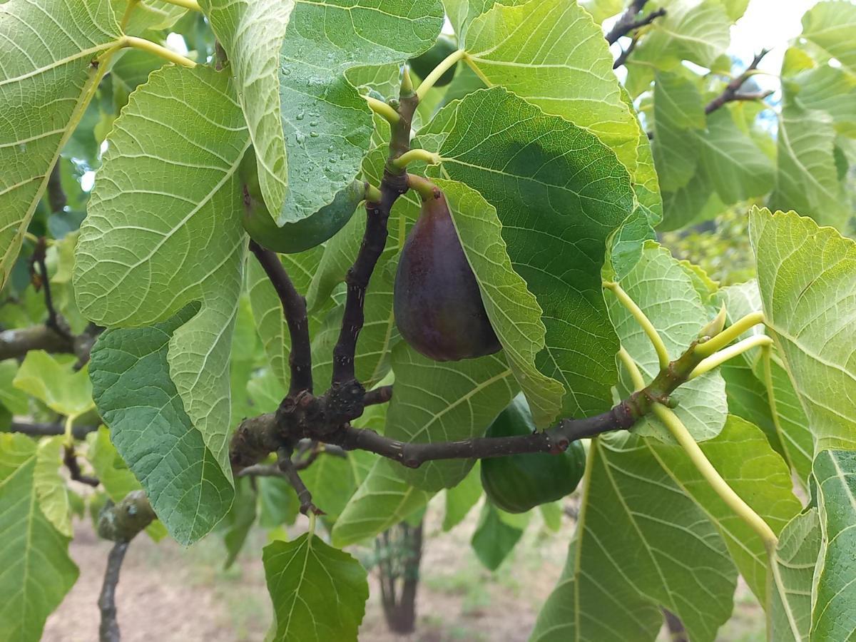 Quinta Da Peca Douro Vinhateiro Vila Real Dış mekan fotoğraf