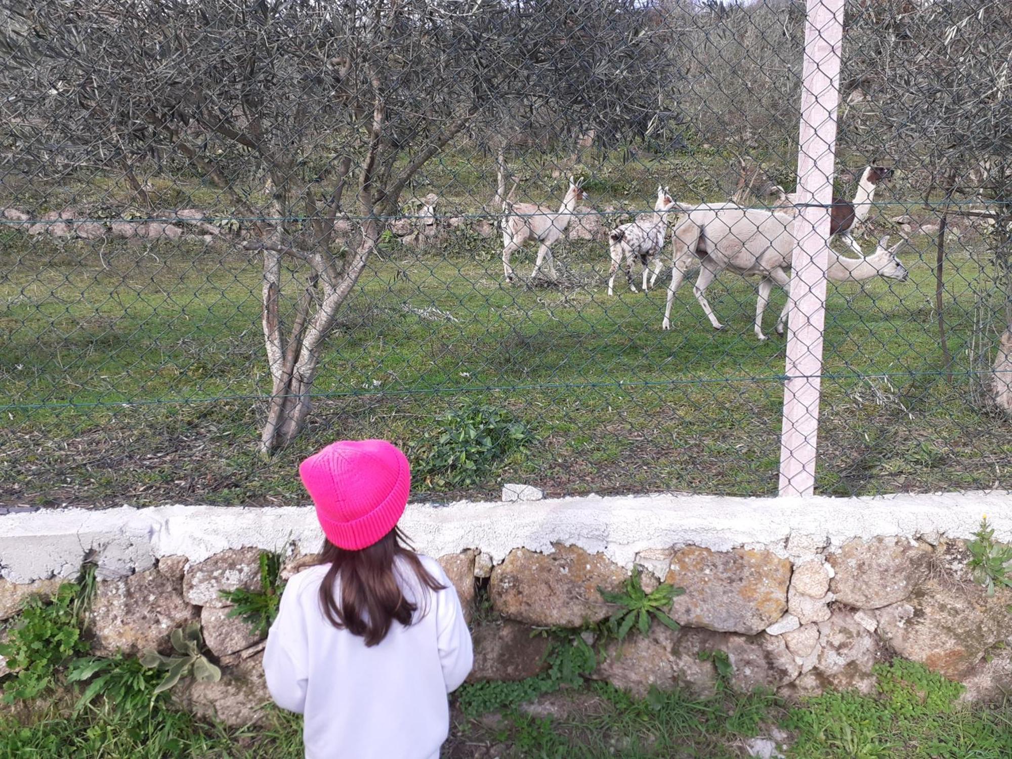 Quinta Da Peca Douro Vinhateiro Vila Real Dış mekan fotoğraf